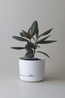 Let this White 25cm Self Watering Pot do the hard work for you from Mr Kitly x Decor. 