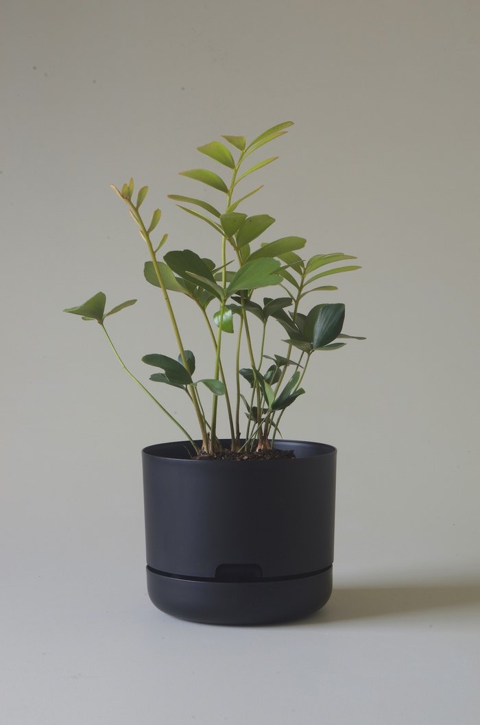 Let this Black 21.5cm Self Watering Pot from Mr Kitly do the hard work for you!  Mr Kitly and Decor have collaborated to create the handiest pot planter ever! The pot plant is set up so that the plant inside is self watering so you don’t need to stress about remembering to water daily.