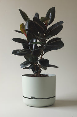 Let this Fog 37.5cm Self Watering Pot do the hard work for you from Mr Kitly x Decor. 