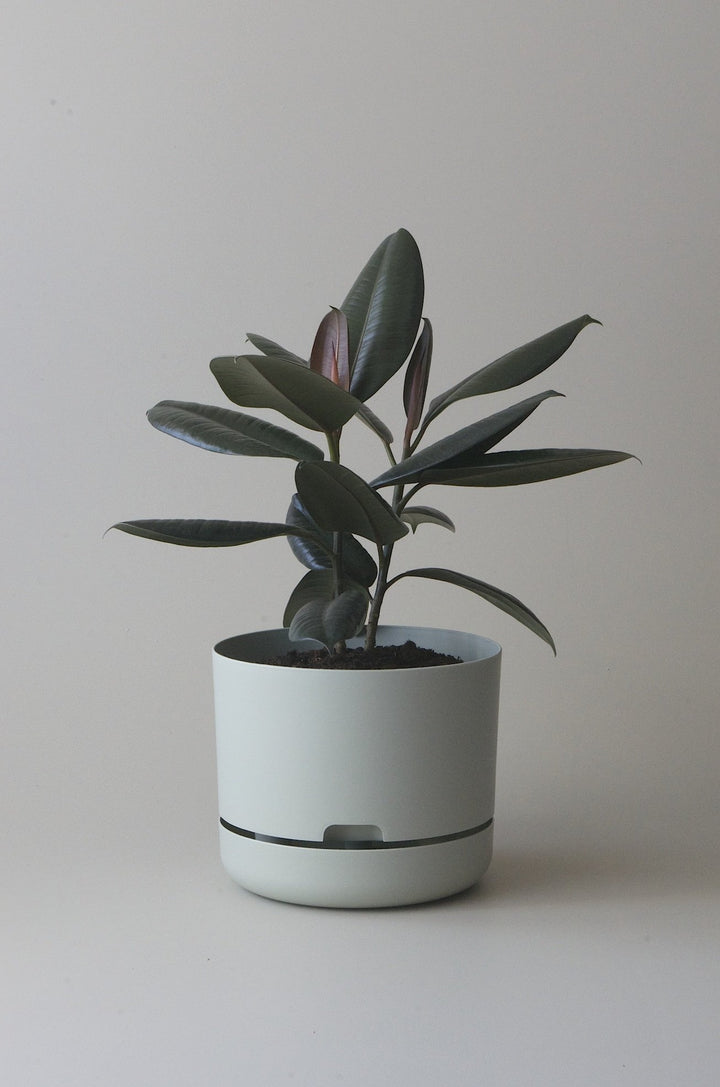 Let this Fog 25cm Self Watering Pot do the hard work for you from Mr Kitly x Decor. 