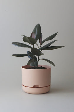Let this Pale Apricot 25cm Self Watering Pot do the hard work for you from Mr Kitly x Decor. 