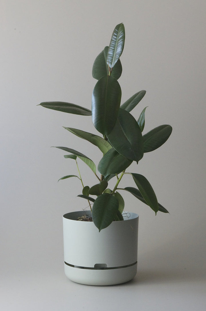 Let this Fog 30cm Self Watering Pot do the hard work for you from Mr Kitly x Decor. 