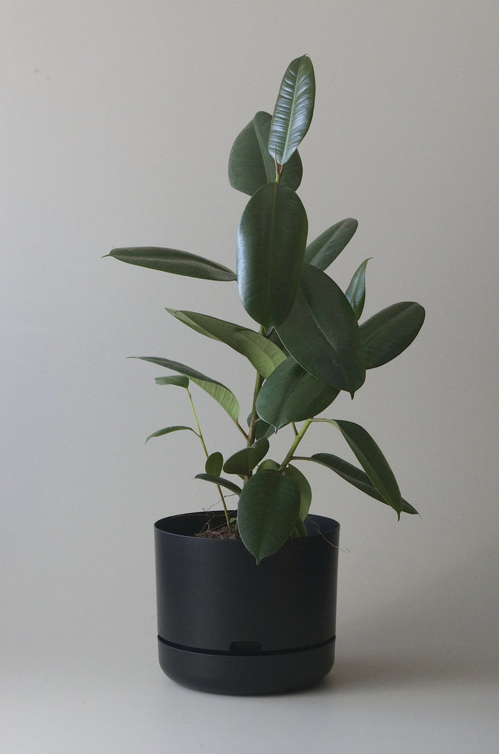 rubber plant self watering pot Black 30cm Self Watering Pot – TheSuperCool