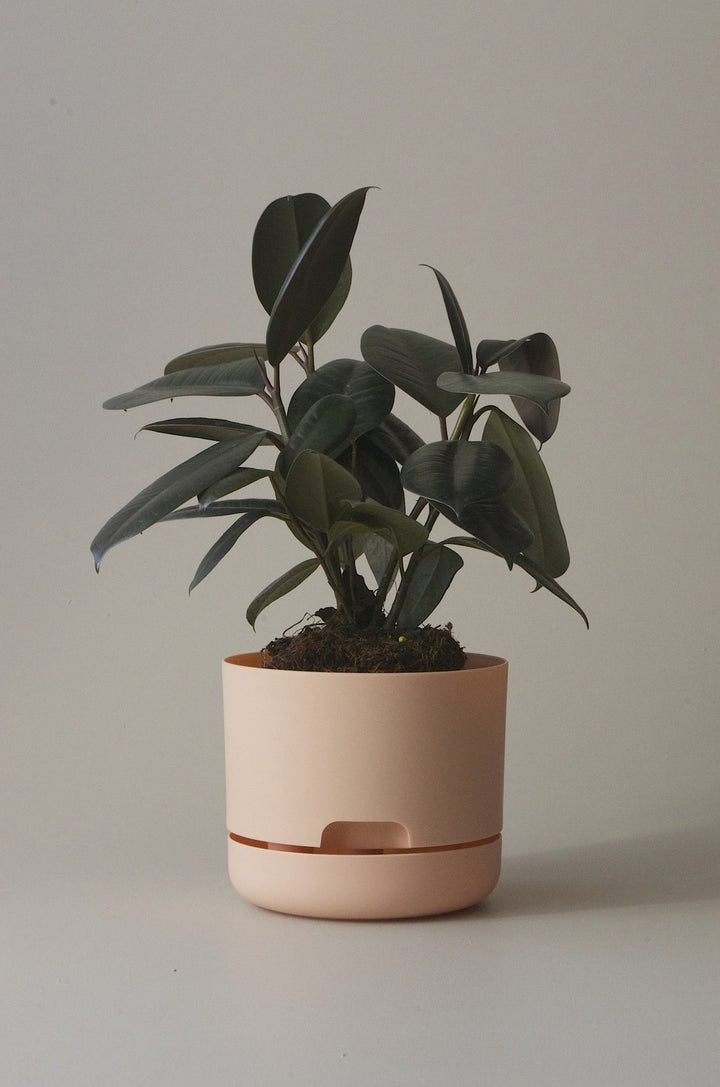 Let this Pale Apricot 17cm Self Watering Pot do the hard work for you from Mr Kitly x Decor. 