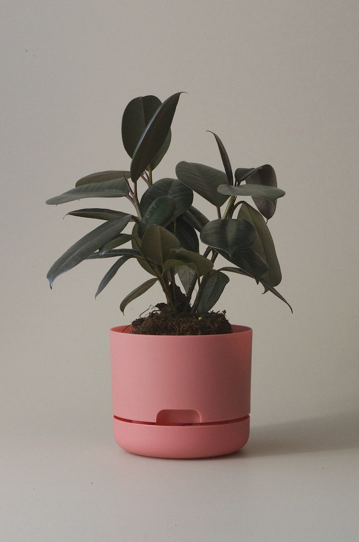 Let this Persimmon17cm Self Watering Pot do the hard work for you from Mr Kitly x Decor.