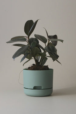 Let this Cabinet Green 17cm Self Watering Pot do the hard work for you from Mr Kitly x Decor. 