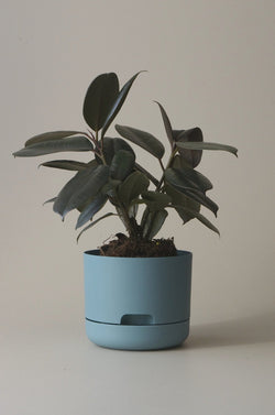 Let this Pond Blue 17cm Self Watering Pot do the hard work for you from Mr Kitly x Decor. 