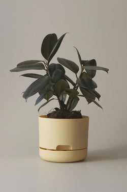 Let this Bluff 17cm Self Watering Pot do the hard work for you from Mr Kitly x Decor. 