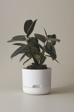 Let this White 17cm Self Watering Pot do the hard work for you from Mr Kitly x Decor. 