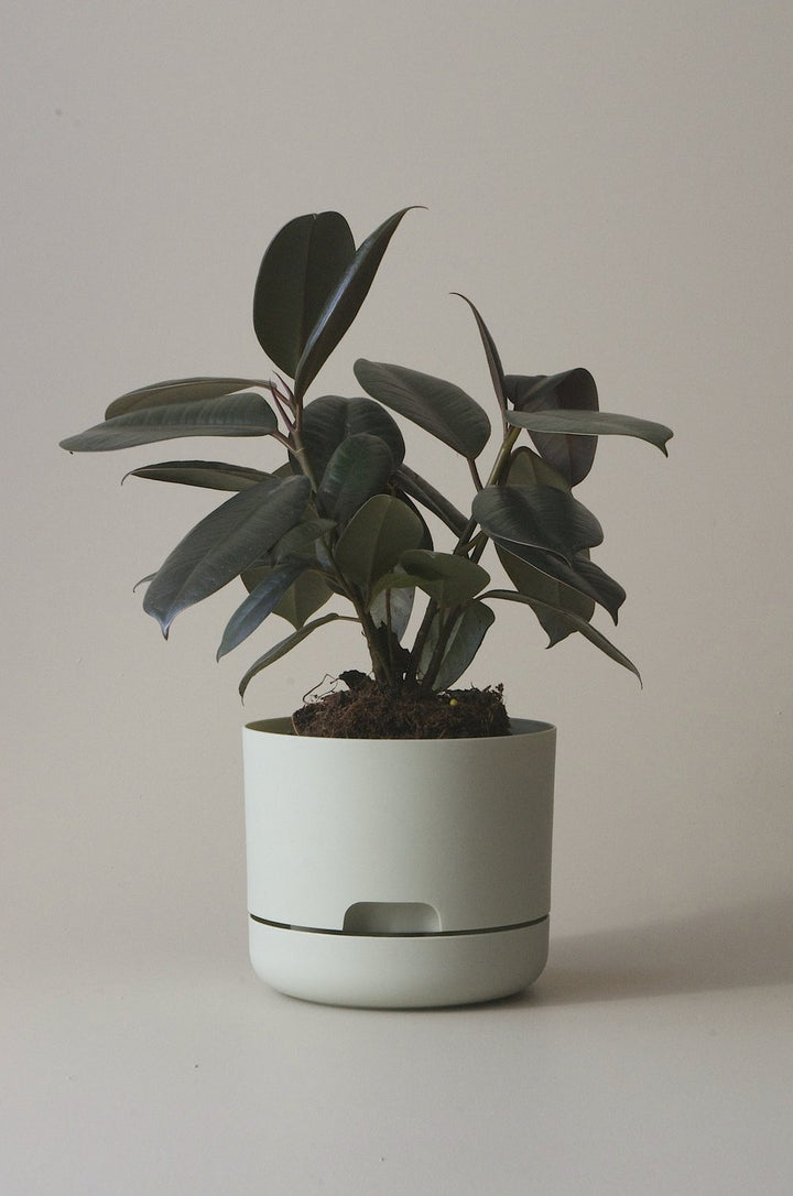 Let this Fog 17cm Self Watering Pot do the hard work for you from Mr Kitly x Decor. 
