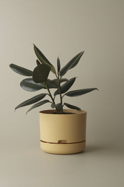 Let this Bluff 25cm Self Watering Pot do the hard work for you from Mr Kitly x Decor. 