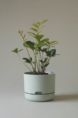 Let this Fog 21.5cm Self Watering Pot from Mr Kitly do the hard work for you!