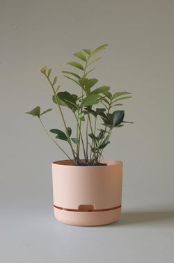 Let this Pale Apricot 21.5cm Self Watering Pot from Mr Kitly do the hard work for you!  Mr Kitly and Decor have collaborated to create the handiest pot planter ever! The pot plant is set up so that the plant inside is self watering so you don’t need to stress about remembering to water daily.